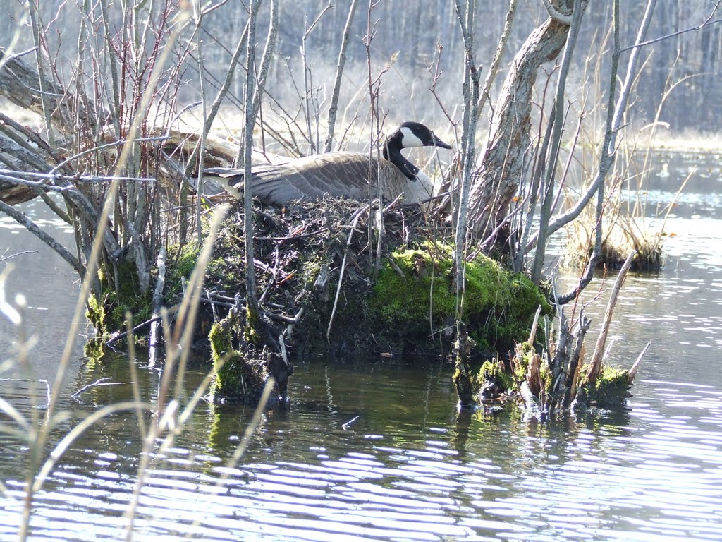 Mother Goose in the Spring, Могадор