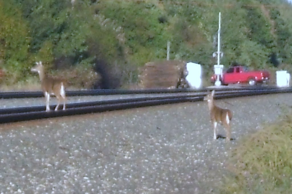 Deer on the tracks, Норт-Кингсвилл