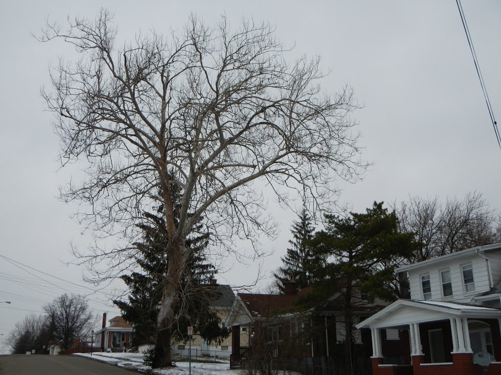 Cool Tree in North College Hill,  Ohio, Норт-Колледж-Хилл