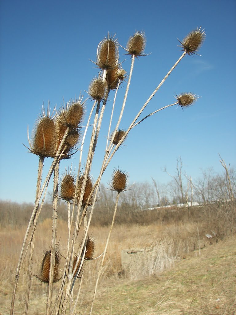 Thistle in a field.   Colerain Twp,  Ohio., Нортбрук