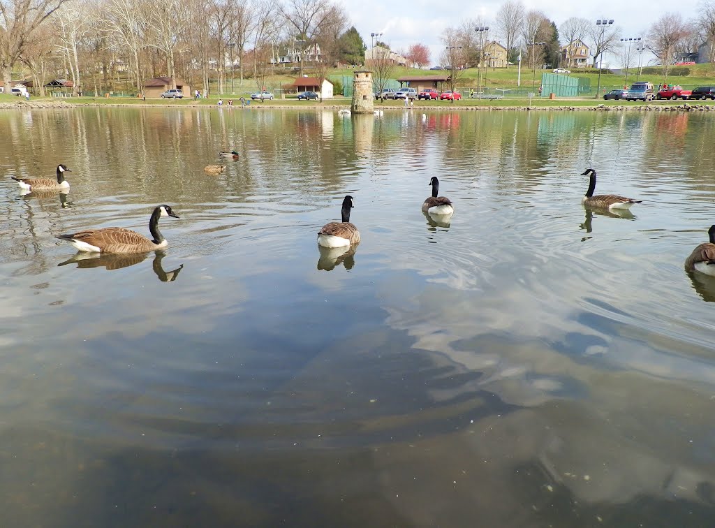 Canadian geese at Tuscora Park, Нью-Филадельфия