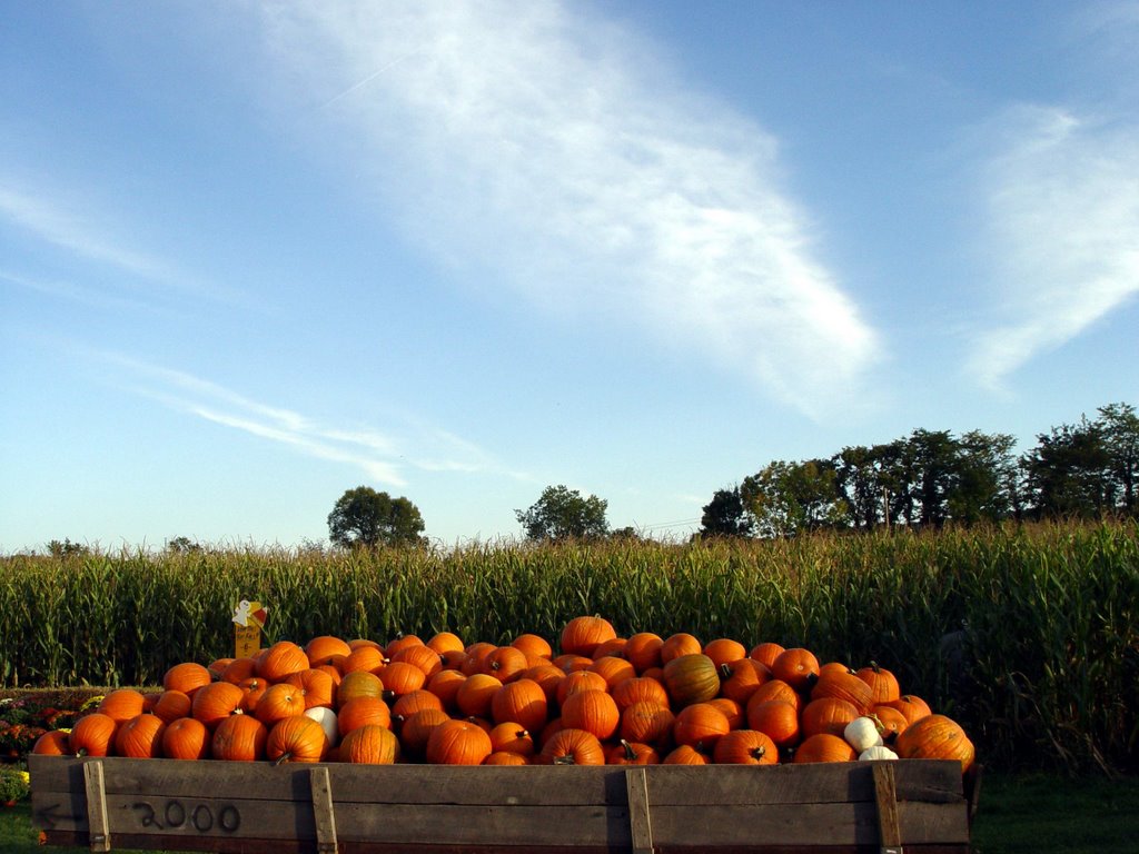 Pumpkins near Newcomerstown, Ohio, Ньюкомерстаун