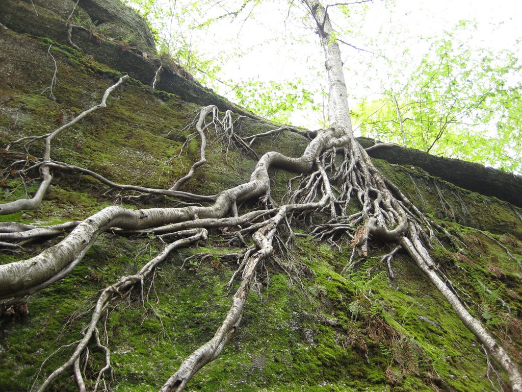 Tree in Nelson Ledges State Park, Оверлук