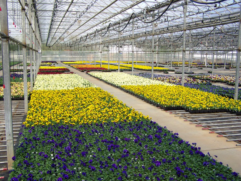 Bobs Market and Greenhouses, Inc. - Driving Range Greenhouse, Померой