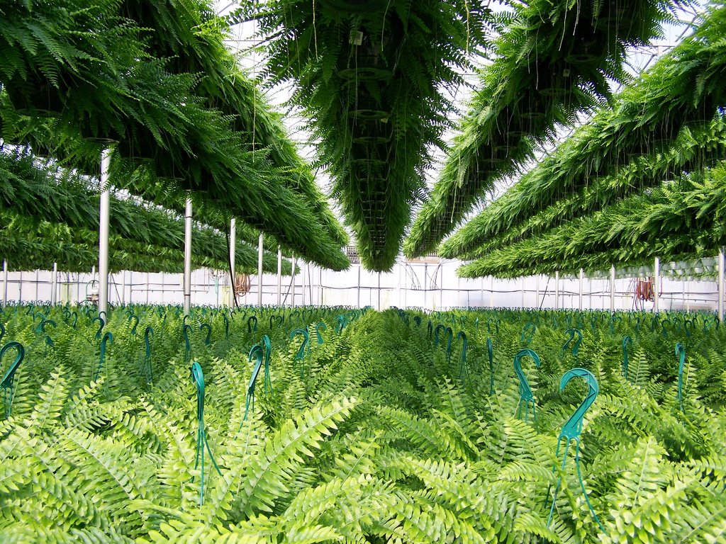 Bobs Market and Greenhouses, Inc. - 12,000 Ferns!, Померой