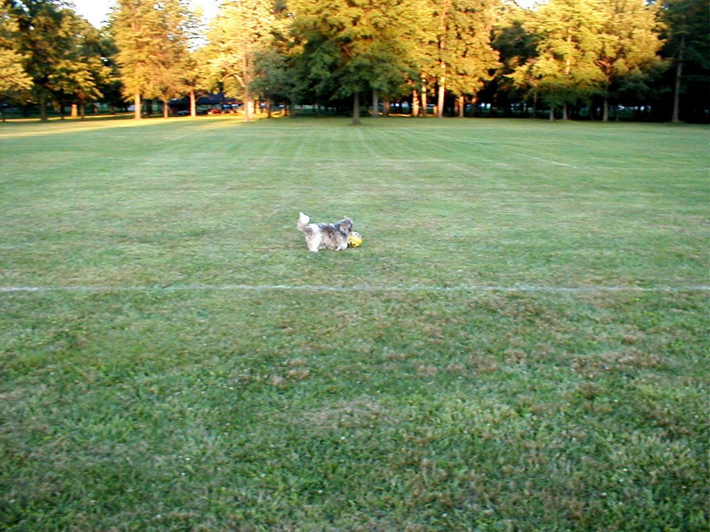 Brown playing with a ball in Roosevelt Park in Campbell, Ohio on July 13, 2001, Хаббард