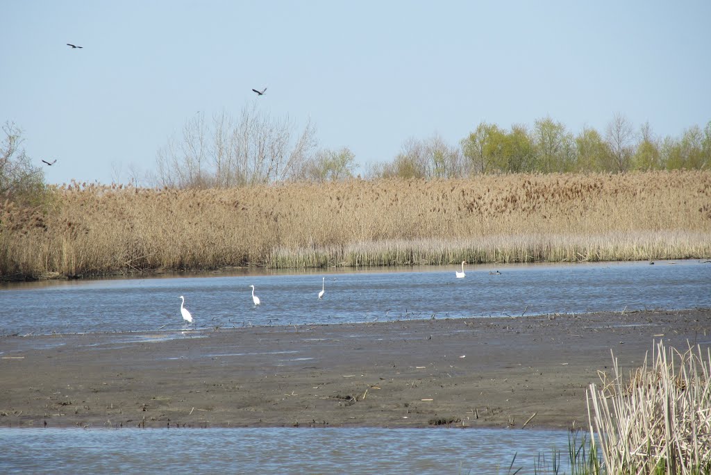 Bird sanctuary on the Woodtick Peninsula tip, Харбор-Вью