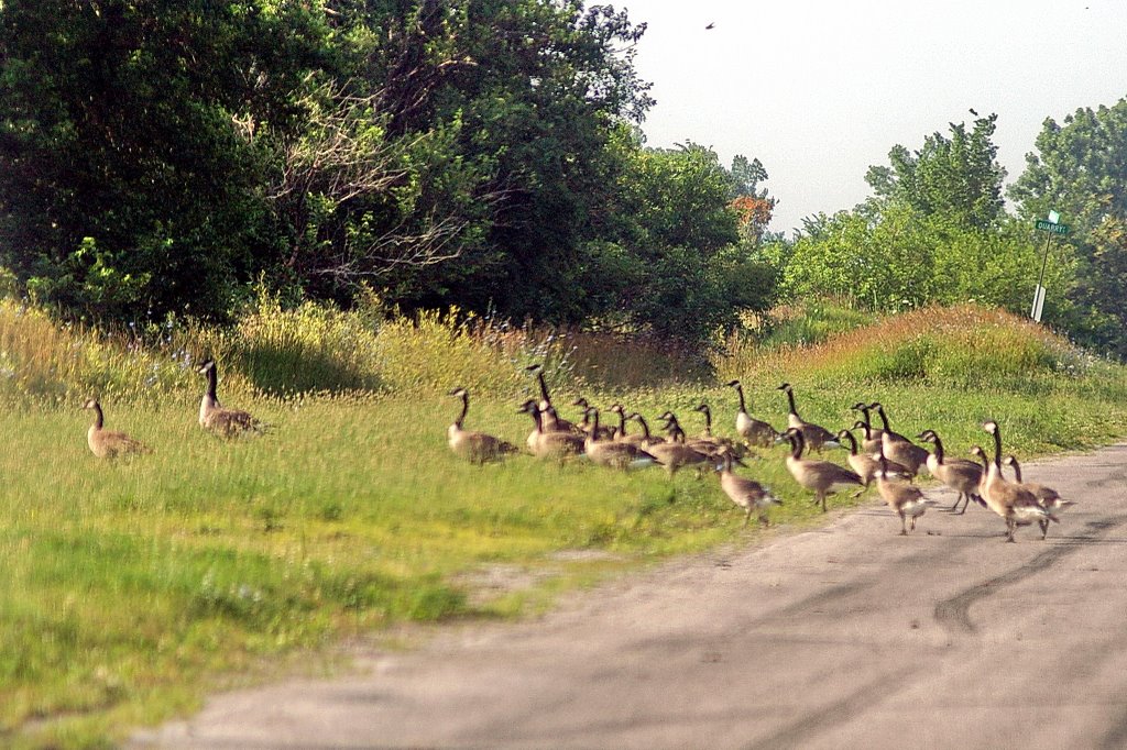 2008, Bloom, Ohio - Canada Geese crossing road, Харрод