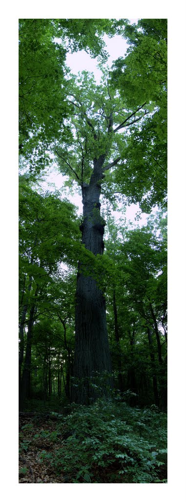 Caldwell Preserve Cincinnati Red Oak May, Элмвуд-Плейс