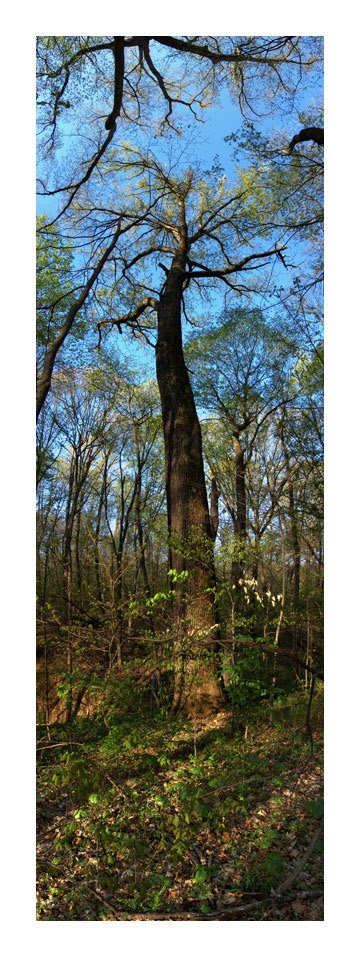 Caldwell Preserve  Bur Oak April, Элмвуд-Плейс