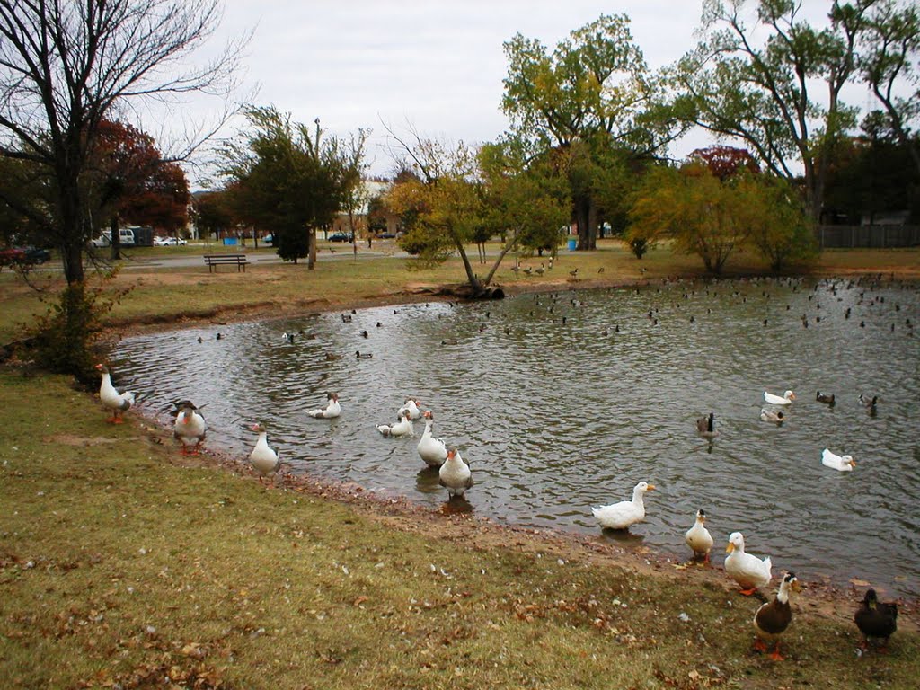 Ducks at the pond next to Bethany Library, Бетани