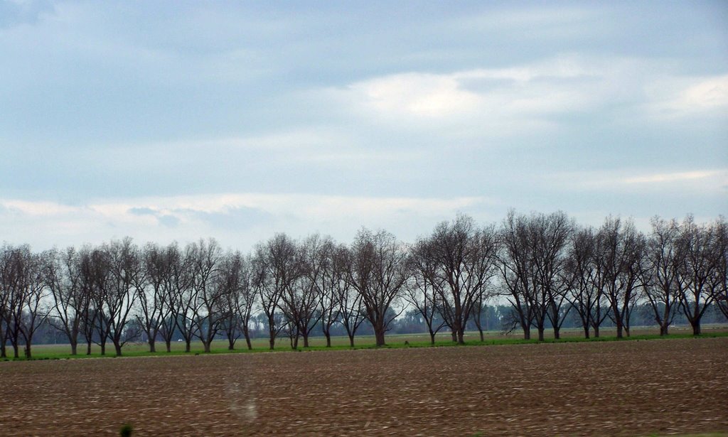 Trees all in a row, Моффетт