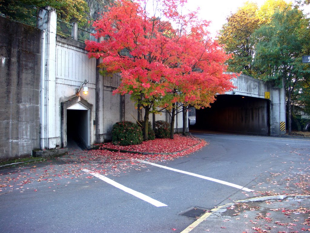 Red tree by the tunnel, Вильсонвилл