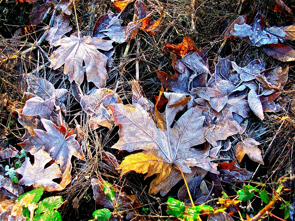 Frozen Leaves, Гарден-Хоум