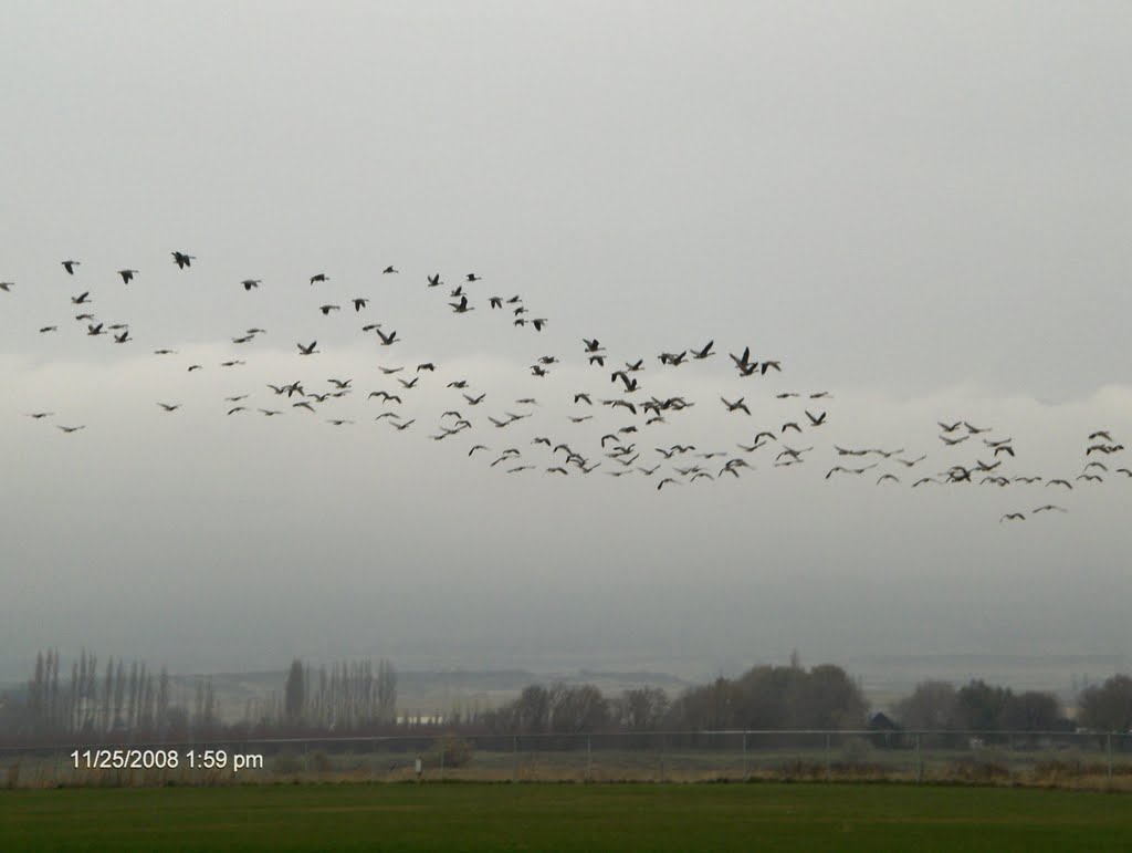 Geese Flying through Dallesport, Даллес