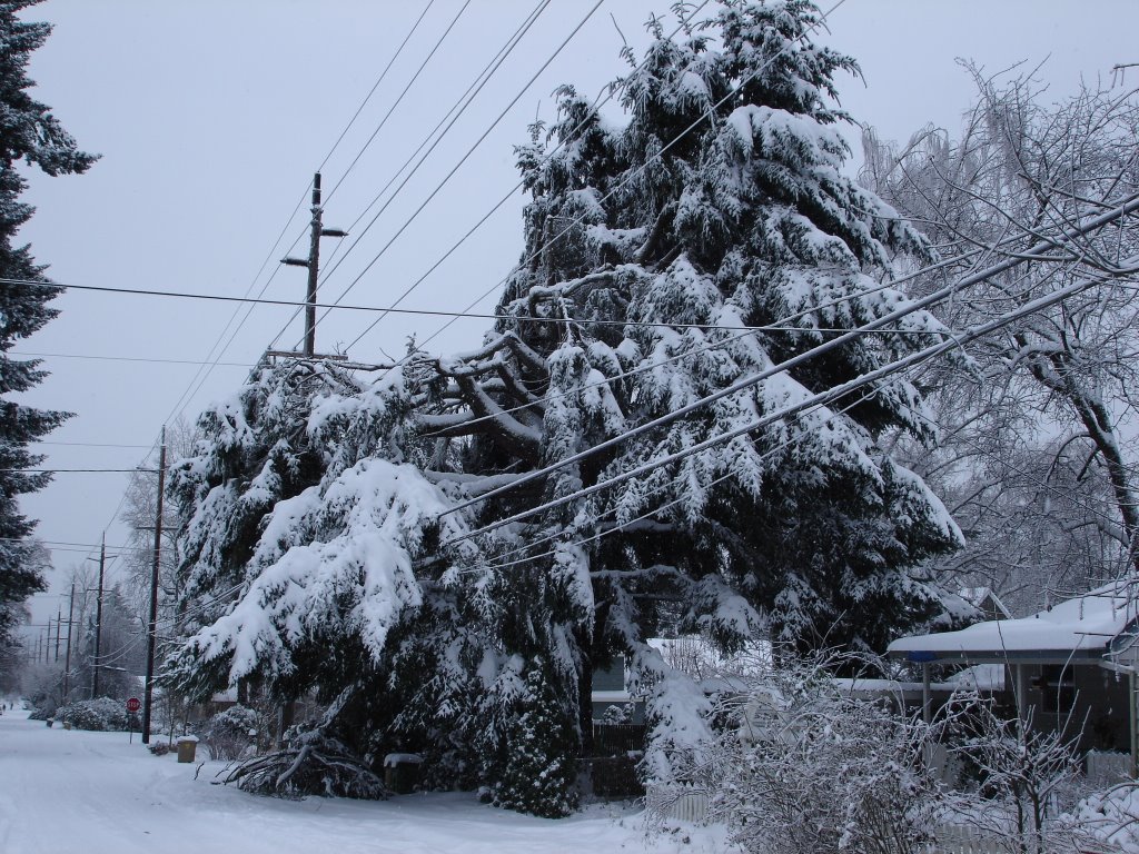 C Ave in Winter: Tree Collapsing Under The Weight of Ice., Лейк-Освего