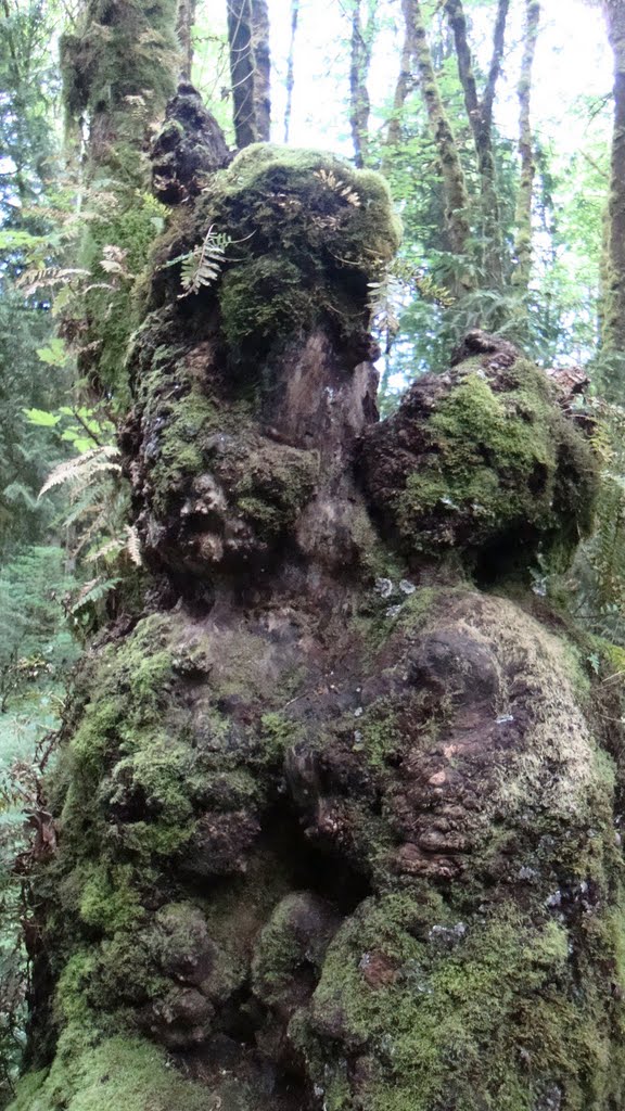 Tryon Creek stump, Portland, OR, Лейк-Освего