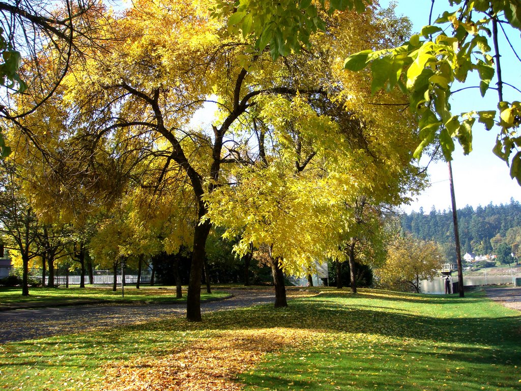 Yellow leaves, Милуоки