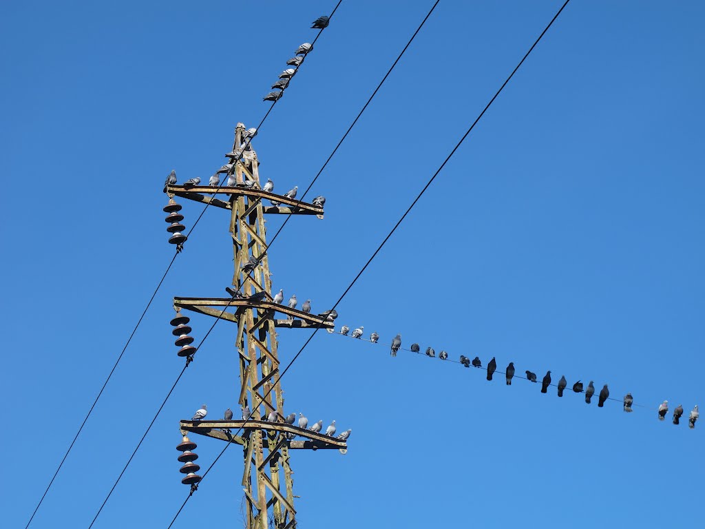 Birds on a Wire, Милуоки