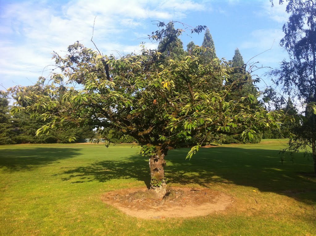 Could this be a Luelling tree from the old pioneer orchard that once stood in this very spot?  The orchard is long gone but is now the Waverly Golf Course since 1896 and is rumored to have a few fruit trees left., Милуоки