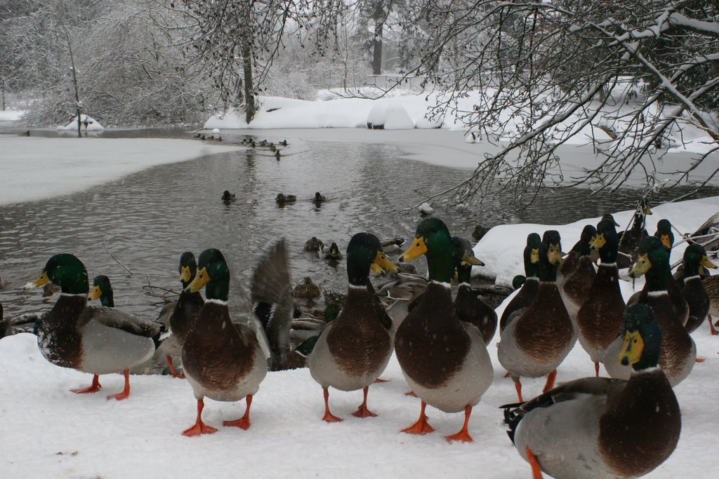 Duck pond, Oregon City, OR, Салем