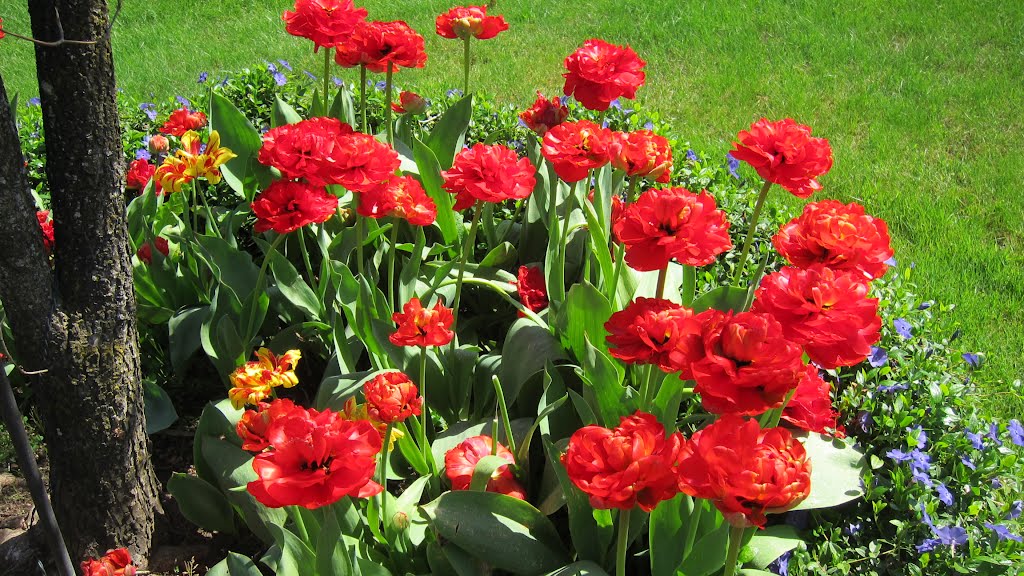Red tulips, Сант-Хеленс