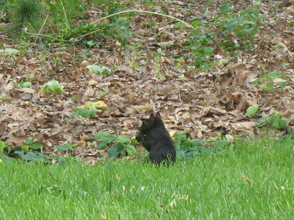 Black Squirrel at Haverford, Ардмор