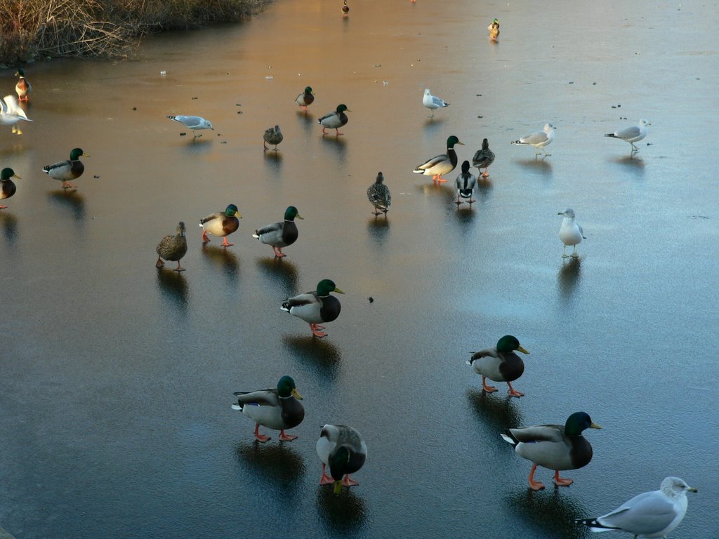 Ducks walking on frozen Haverford College Pond, Ардмор