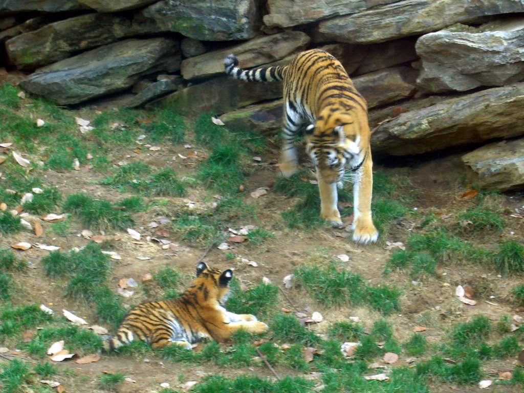 Mother & Baby Tigers, Белмонт