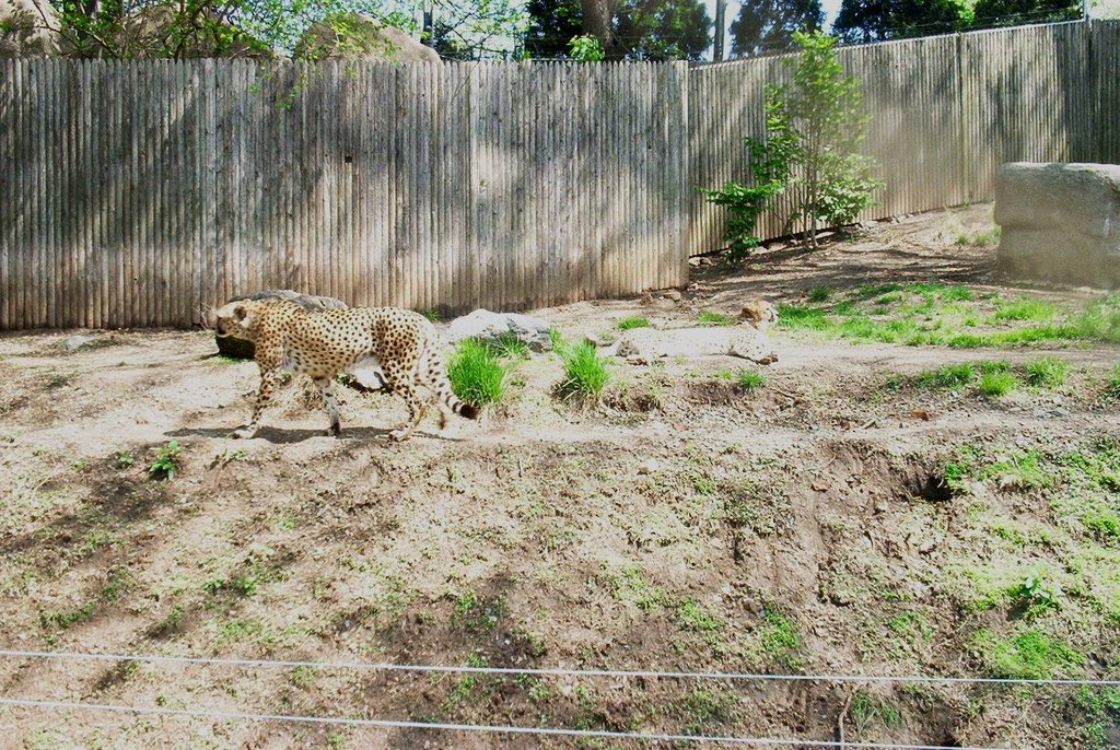 Cheetah in Zoo, Белмонт