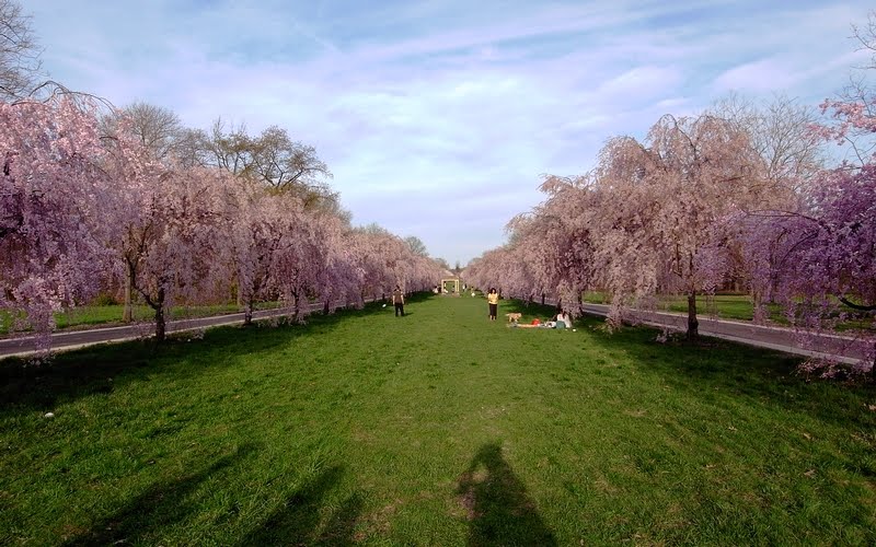 a vista of cherry blossom corridor - looking west toward the Horticulture Center, Белмонт