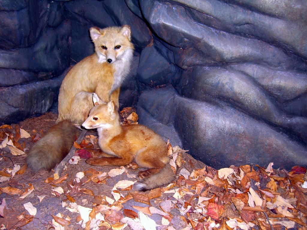 Reading Public Museum Foxes, Вайомиссинг