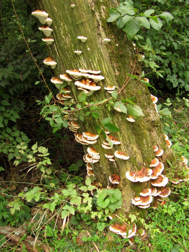 Union Canal Fungus Tree, Вернерсвилл