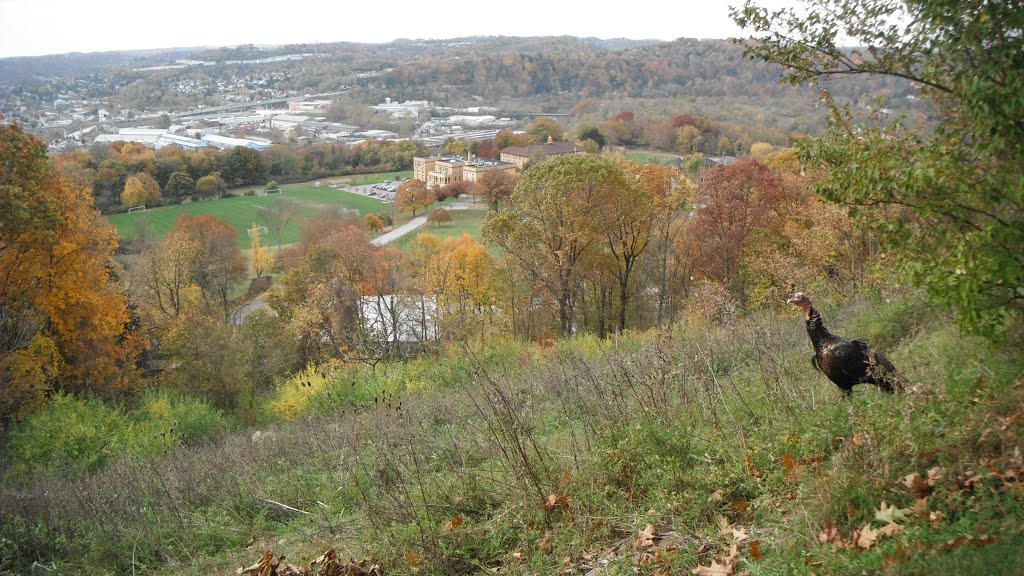 Turkey on a hillside in Pittsburgh, Грин-Три