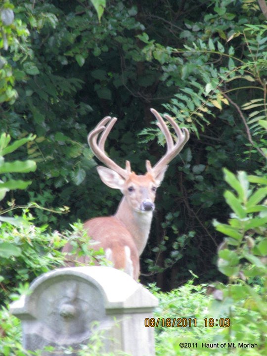 A Big Buck in the Circle of St. John, Дарби