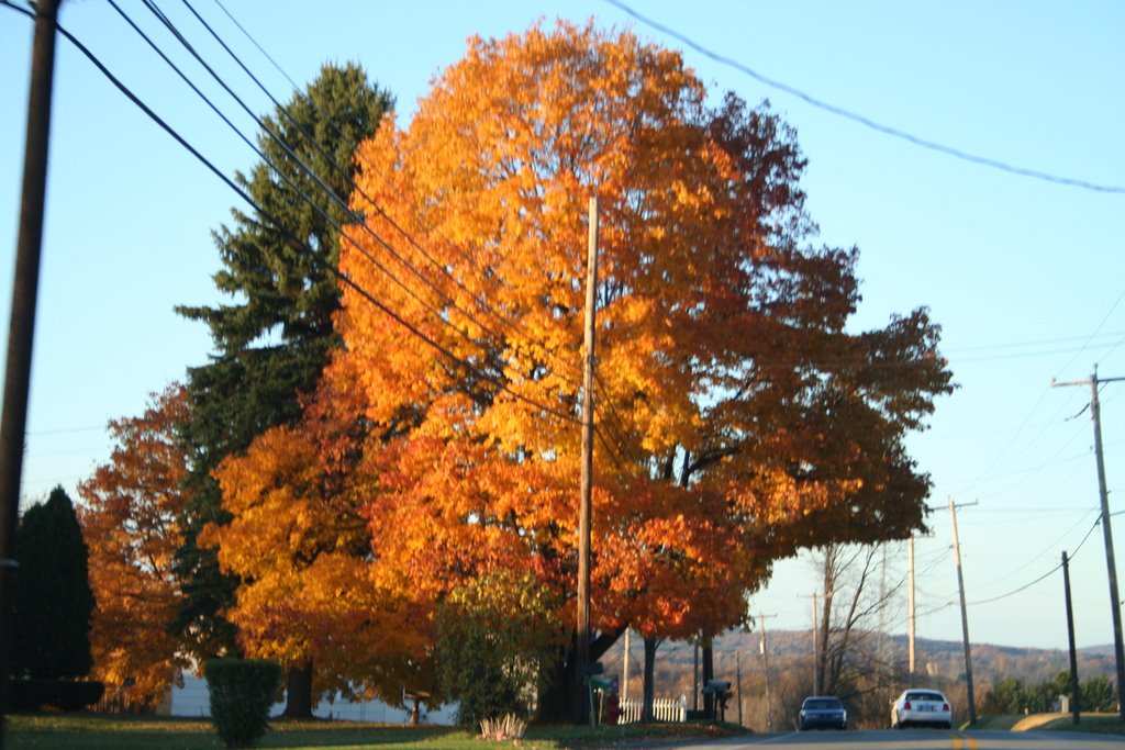Tree of beauty, Джонстаун
