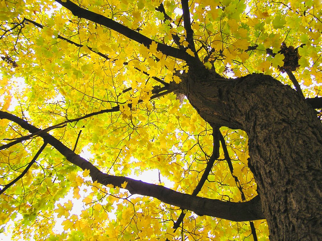 Maple in fall on Lemoyne Ave., Дормонт