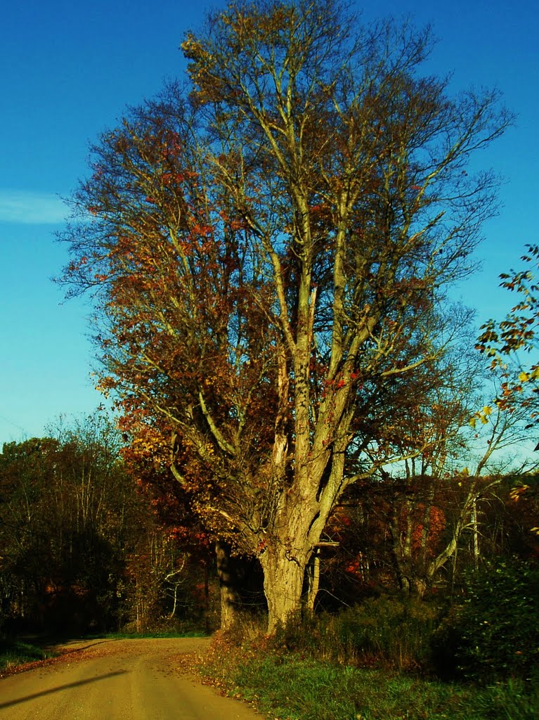 Very cool old tree, Кембридж-Спрингс