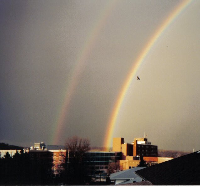 latrobe rainbow, Латроб