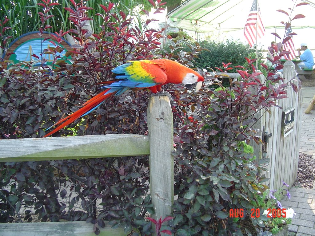 City Island Parrot, Лемойн
