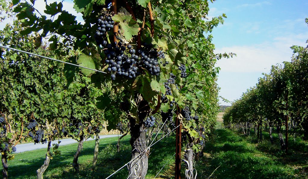 Waltz Vineyard - Merlot Vines, Маунт-Гретна