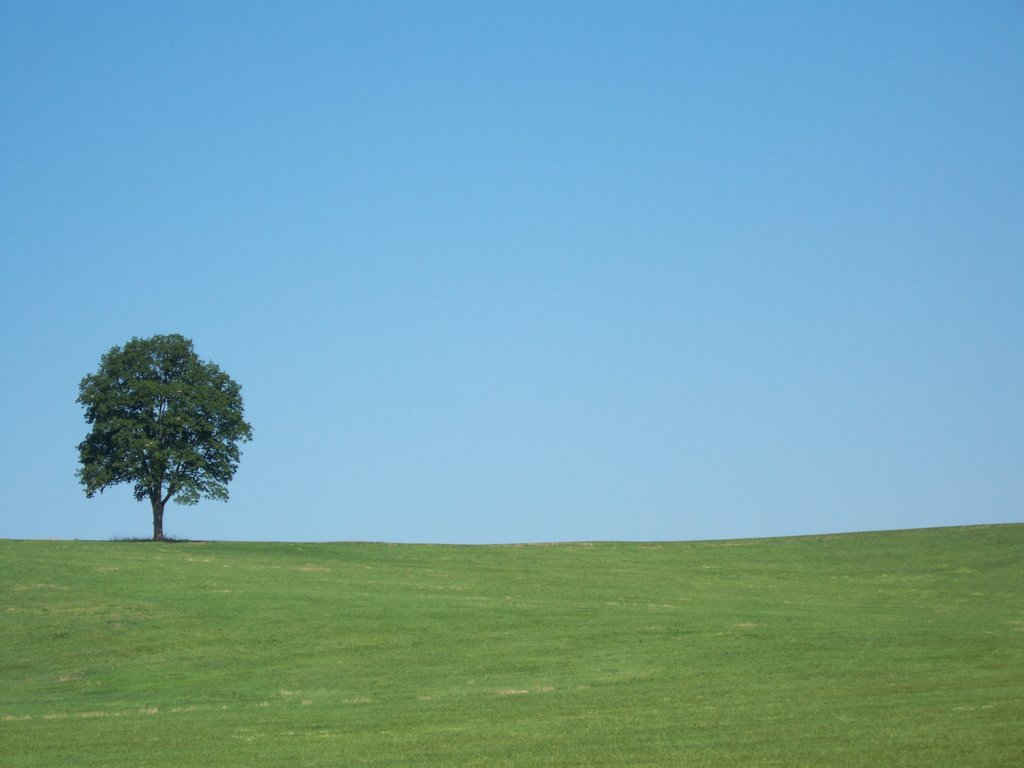 The Tree, Модена