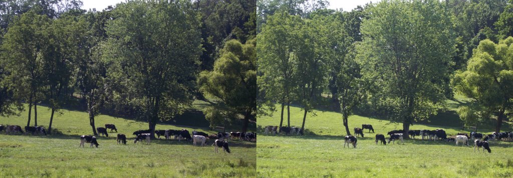 3D Heard of Grazing Cattle X3D, Модена
