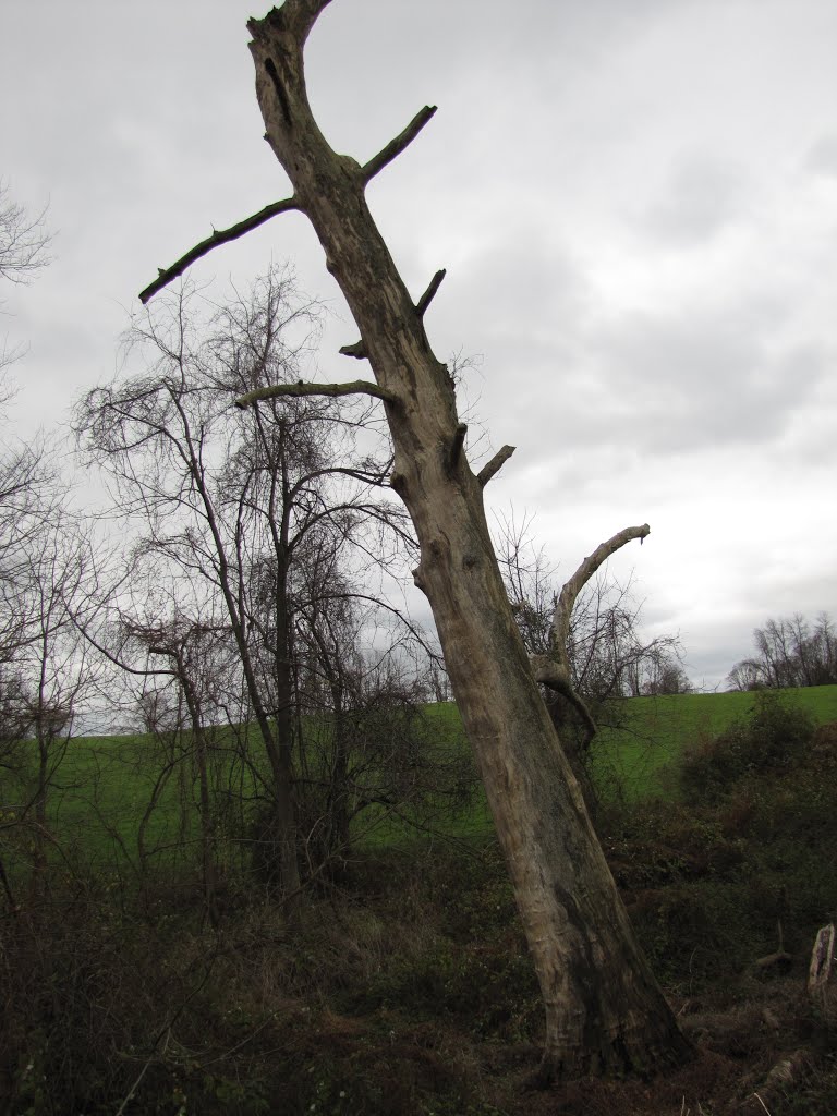 Laurels Preserve Dead Tree, Модена