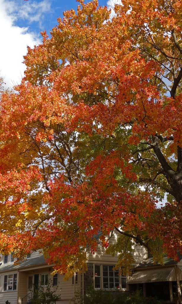 Fall colors - maple tree, Нарберт