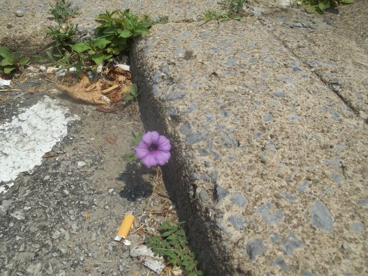 flower in a crack, Немаколин