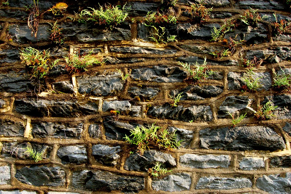Stone Wall, Норристаун