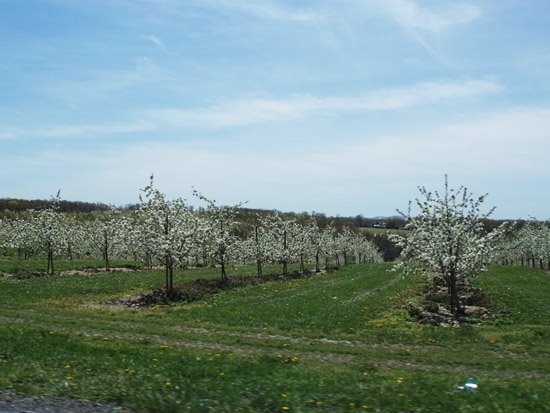 orchard in full bloom, Пайнт