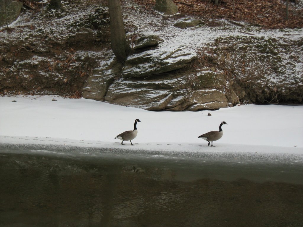 Geese on Pennypack Creek, Рокледж