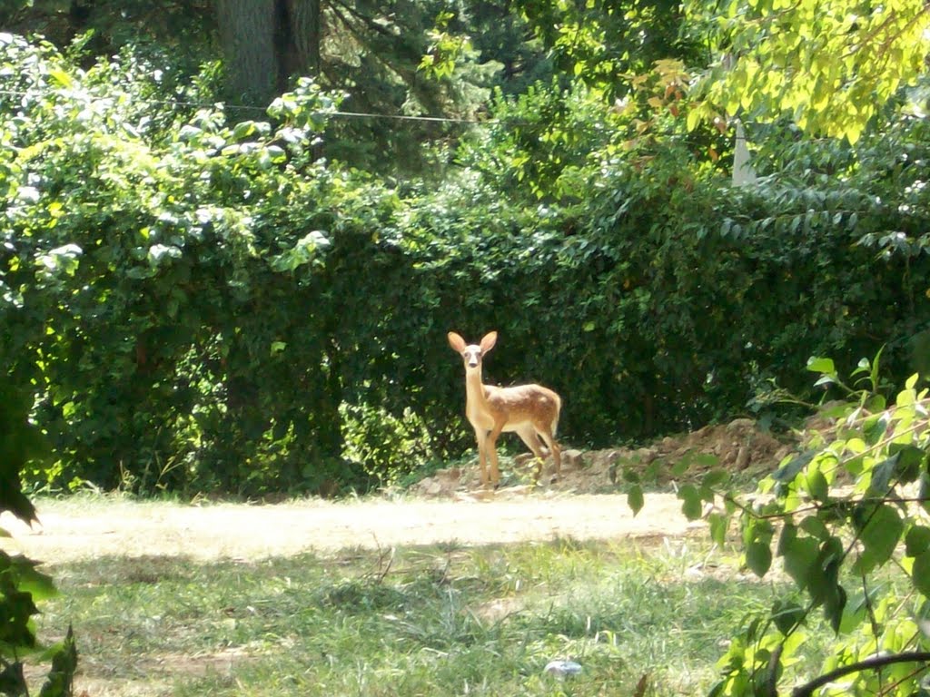 Bambi, Рокледж